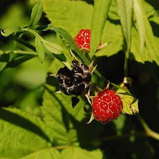 Rubus allegheniensis unspecified picture