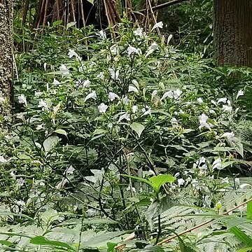 Strobilanthes flexicaulis unspecified picture