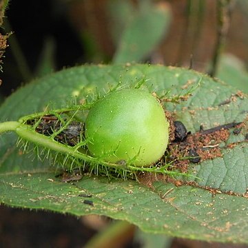 Passiflora clathrata unspecified picture