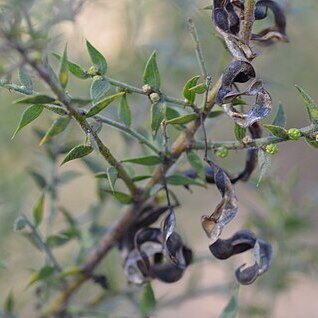 Acacia amblygona unspecified picture