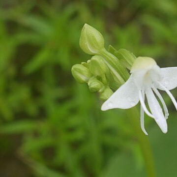 Habenaria grandifloriformis unspecified picture