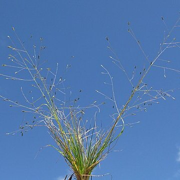 Eragrostis trachycarpa unspecified picture