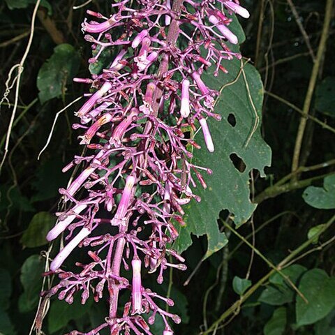 Palicourea stenosepala unspecified picture