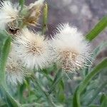 Erigeron bonariensis fruit picture by pedrogc -- (cc-by-sa)