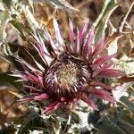 Carlina lanata flower picture by fournier (cc-by-sa)