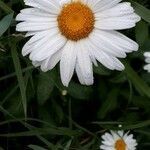 Leucanthemum vulgare flower picture by Siren Chthonia (cc-by-sa)