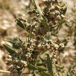 Atriplex patula fruit picture by Felix Neumann (cc-by-sa)