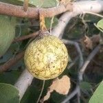 Annona senegalensis fruit picture by Muhammad Ahmad Bakari (cc-by-sa)