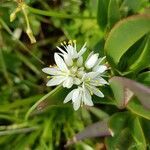 Allium subvillosum flower picture by Wilma Joosten-Gerrits (cc-by-sa)