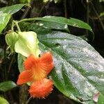 Drymonia rubra fruit picture by Daniel Barthelemy (cc-by-nc)