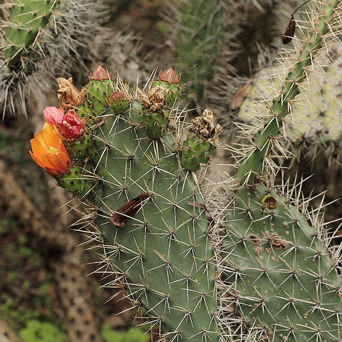 Opuntia soederstromiana unspecified picture