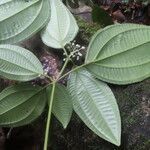 Miconia centrodesma leaf picture by SINAC Pérez Greivin (cc-by-sa)