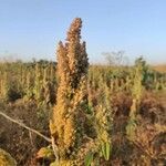 Amaranthus retroflexus fruit picture by Aguado Lucena Borja (cc-by-sa)