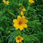 Bidens aristosa flower picture by Ken Borgfeldt (cc-by-sa)