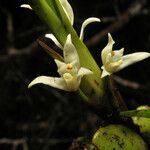 Maxillaria alba flower picture by Jean-François Molino (cc-by-sa)