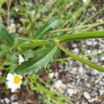 Leucanthemum maximum leaf picture by Gabriel Alves (cc-by-sa)