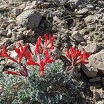 Astragalus coccineus flower picture by Kyle Ricio (cc-by-sa)