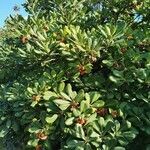 Pittosporum tobira habit picture by Émile Maurice (cc-by-sa)