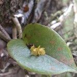 Pleurothallis phyllocardioides leaf picture by SINAC Pérez Greivin (cc-by-sa)