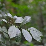 Sorocea trophoides leaf picture by Nelson Zamora Villalobos (cc-by-nc)