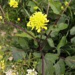 Brassica nigra flower picture by Arturo Adamuz (cc-by-sa)