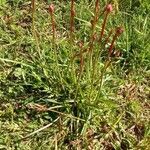 Armeria maritima habit picture by Irène MARIETTE (cc-by-sa)