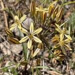 Triteleia ixioides flower picture by Philippe Lopez (cc-by-sa)