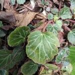 Saxifraga stolonifera leaf picture by Aldo Avogadri (cc-by-sa)