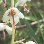 Pyrola rotundifolia flower picture by nicolas pecqueux (cc-by-sa)