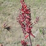 Aloe secundiflora flower picture by susan brown (cc-by-sa)