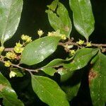 Casearia arborea flower picture by Nelson Zamora Villalobos (cc-by-nc)