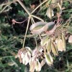 Thapsia villosa fruit picture by Giorgio Fornara (cc-by-sa)