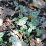 Trifolium physodes leaf picture by Markus Ruhsam (cc-by-sa)