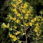 Larrea nitida flower picture by Daniel Barthelemy (cc-by-nc)