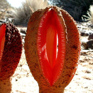 Hydnora unspecified picture