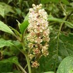 Phytolacca rugosa flower picture by Víquez Carazo Manuel (cc-by-sa)