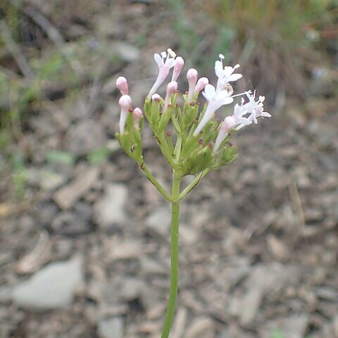 Valeriana sisymbriifolia unspecified picture