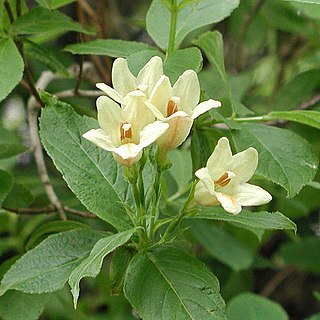 Weigela middendorffiana unspecified picture