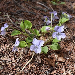 Viola sacchalinensis unspecified picture