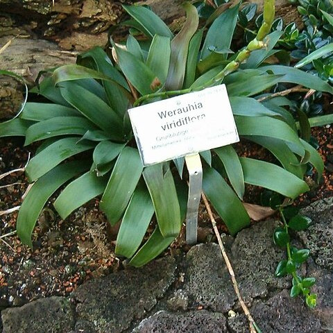 Werauhia viridiflora unspecified picture