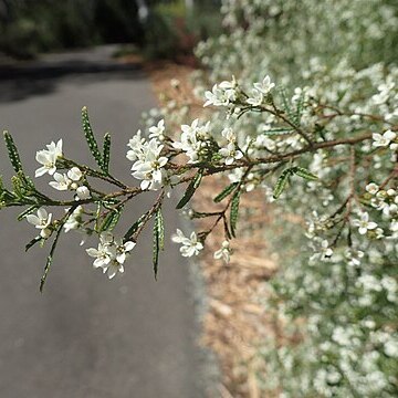 Zieria adenodonta unspecified picture