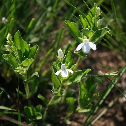 Justicia anagalloides unspecified picture