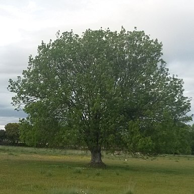 Fraxinus unspecified picture