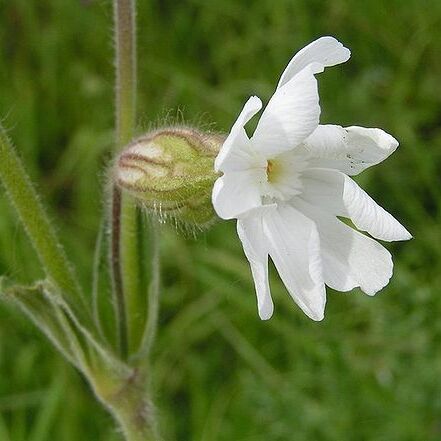 Caryophyllaceae unspecified picture