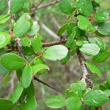 Khaya madagascariensis unspecified picture