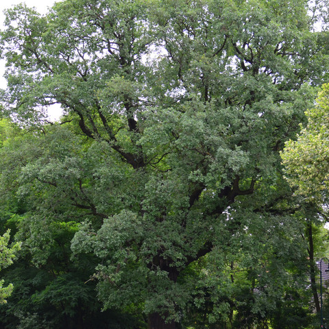 Quercus unspecified picture