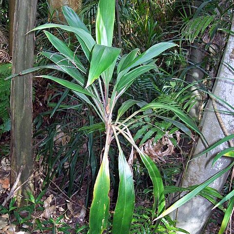 Cordyline cannifolia unspecified picture