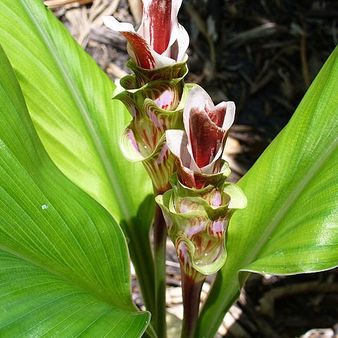 Curcuma gracillima unspecified picture