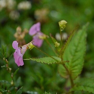 Impatiens chungtienensis unspecified picture