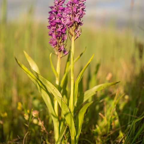 Dactylorhiza praetermissa var. junialis unspecified picture